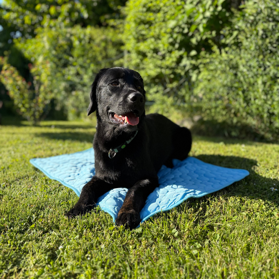 CoolingMat - Hundekühlmatte