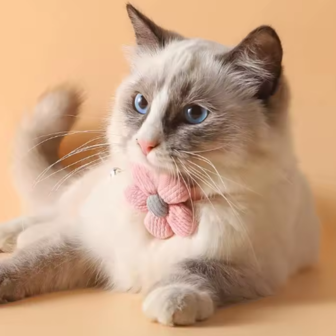 BlütenPfote Verstellbares Katzenhalsband