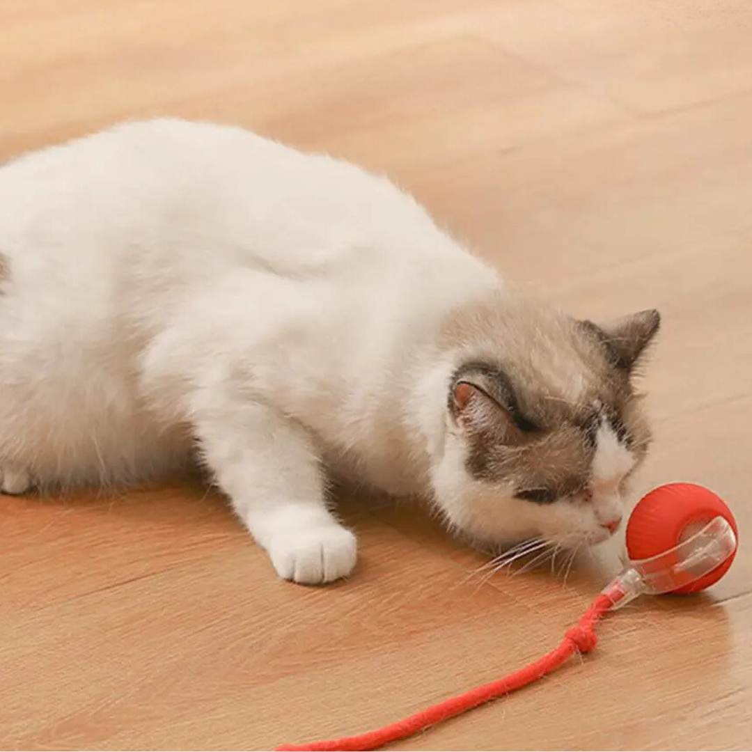 Interaktiver Spielball mit Schwanz für Katzen