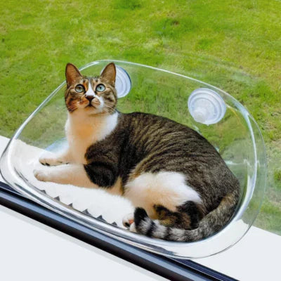 Fensterplatz für Katzen – BlickPlatz