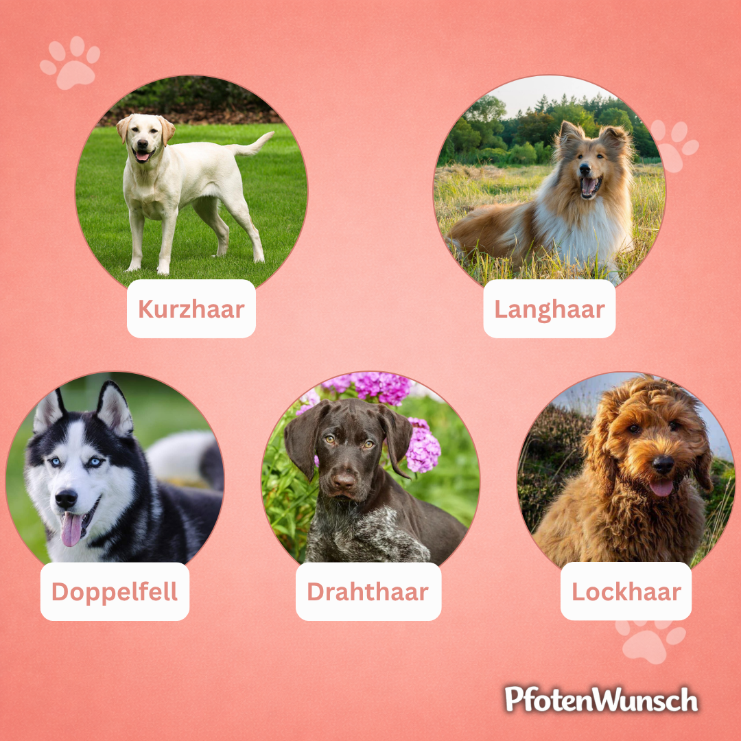 Fellbürste für Hunde